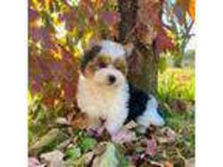 Biewer Terrier Puppy for sale in Elk River, MN, USA