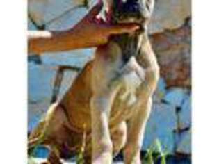 Cane Corso Puppy for sale in Austin, TX, USA