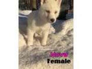 Siberian Husky Puppy for sale in Candler, NC, USA