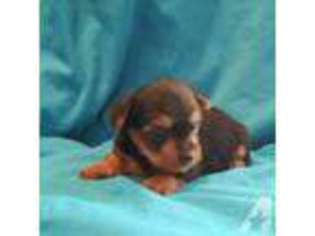 Yorkshire Terrier Puppy for sale in BROOKSVILLE, FL, USA