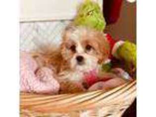 Cavapoo Puppy for sale in Pensacola, FL, USA
