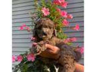 Goldendoodle Puppy for sale in Penfield, NY, USA