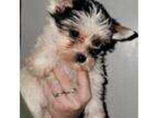 Yorkshire Terrier Puppy for sale in Dewey, OK, USA