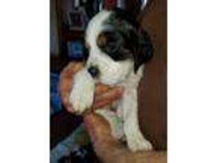 English Springer Spaniel Puppy for sale in Maple Plain, MN, USA
