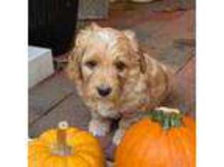 Australian Labradoodle Puppy for sale in Raleigh, NC, USA