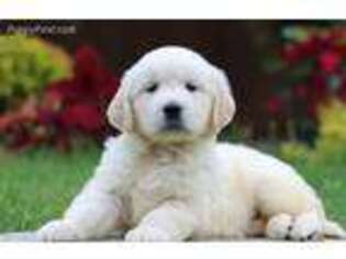 Golden Retriever Puppy for sale in Paradise, PA, USA