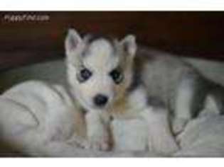 Siberian Husky Puppy for sale in Collinsville, OK, USA