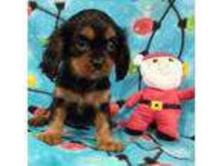 Cavalier King Charles Spaniel Puppy for sale in Clinton, NC, USA