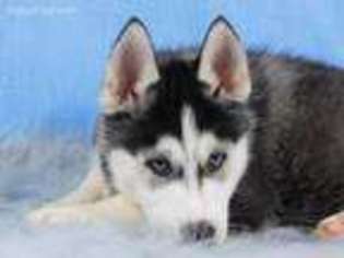 Siberian Husky Puppy for sale in Lebanon, MO, USA