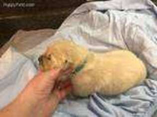 Golden Retriever Puppy for sale in Fruitport, MI, USA