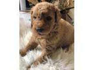 Goldendoodle Puppy for sale in Zellwood, FL, USA