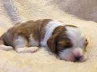 Cavalier King Charles Spaniel Puppy for sale in Chino Valley, AZ, USA