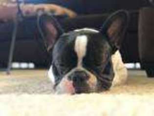 French Bulldog Puppy for sale in Grover Beach, CA, USA