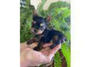 Yorkshire Terrier Puppy for sale in Latham, MO, USA
