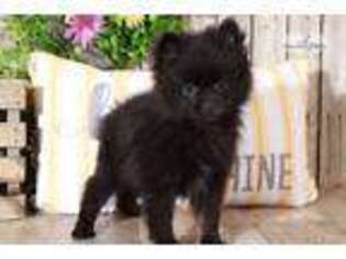 Pomeranian Puppy for sale in Columbus, OH, USA