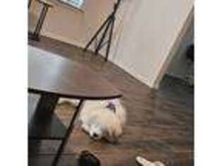 Samoyed Puppy for sale in Wichita, KS, USA