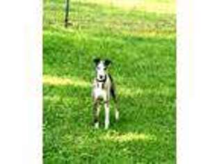 Whippet Puppy for sale in Caryville, FL, USA