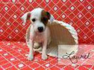 Jack Russell Terrier Puppy for sale in Petal, MS, USA