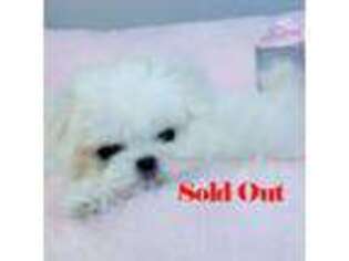 Maltese Puppy for sale in Chandler, AZ, USA