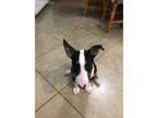 Bull Terrier Puppy for sale in Seabrook, TX, USA