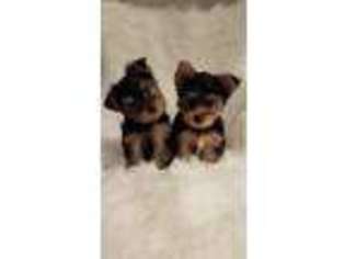 Yorkshire Terrier Puppy for sale in Aroma Park, IL, USA