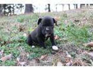 Boxer Puppy for sale in Cleveland, OH, USA