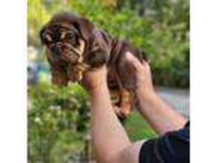Bulldog Puppy for sale in Mascotte, FL, USA