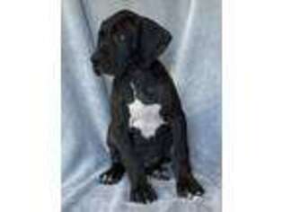 Great Dane Puppy for sale in Reddick, FL, USA