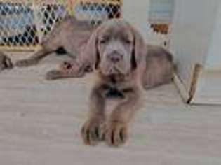 Cane Corso Puppy for sale in Gainesville, GA, USA