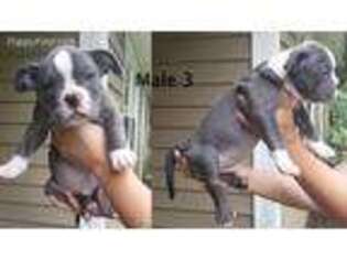 Mutt Puppy for sale in Centerville, GA, USA