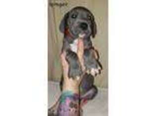 Great Dane Puppy for sale in Stockton, MO, USA