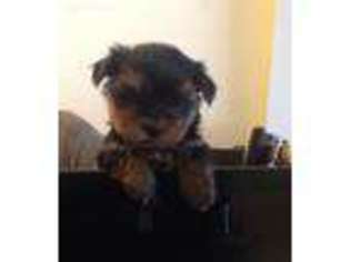 Yorkshire Terrier Puppy for sale in Hoffman Estates, IL, USA