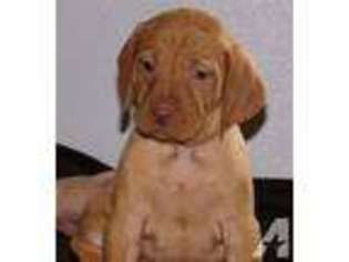 Vizsla Puppy for sale in BURLINGTON FLATS, NY, USA