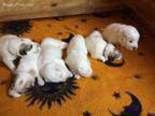 Great Pyrenees Puppy for sale in Menominee, MI, USA