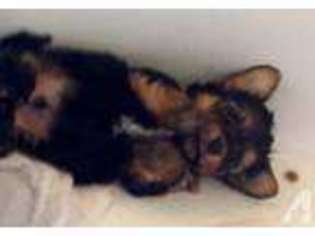 Havanese Puppy for sale in TONOPAH, AZ, USA