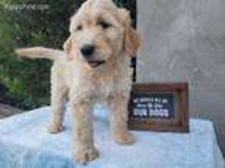 Goldendoodle Puppy for sale in Oakdale, CA, USA