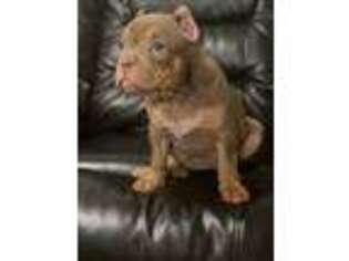 Mutt Puppy for sale in Paterson, NJ, USA