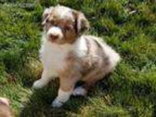 Australian Shepherd Puppy for sale in Nampa, ID, USA