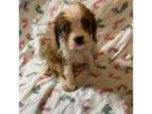 Cavalier King Charles Spaniel Puppy for sale in Ringling, OK, USA