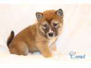 Shiba Inu Puppy for sale in Bernville, PA, USA