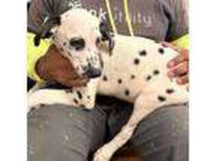 Dalmatian Puppy for sale in Clarks Summit, PA, USA