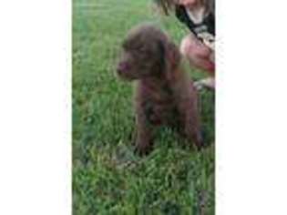 Labrador Retriever Puppy for sale in Vossburg, MS, USA