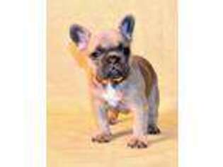 French Bulldog Puppy for sale in Barre, VT, USA