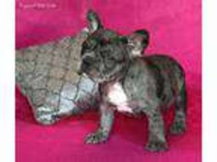 French Bulldog Puppy for sale in Bloomfield, NY, USA
