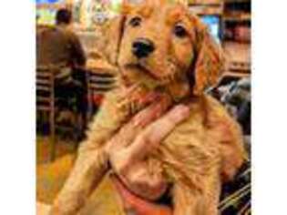 Golden Retriever Puppy for sale in Arvada, CO, USA