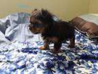 Yorkshire Terrier Puppy for sale in Ava, IL, USA