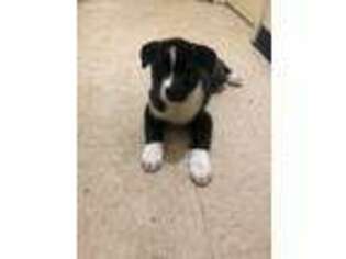 Akita Puppy for sale in Angier, NC, USA