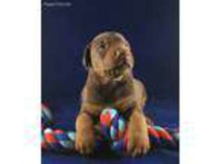 Doberman Pinscher Puppy for sale in Salem, VA, USA