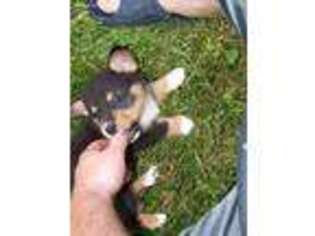 Pembroke Welsh Corgi Puppy for sale in Logansport, IN, USA