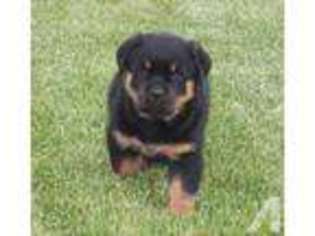 Rottweiler Puppy for sale in WAYLAND, MA, USA